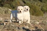 LABRADOR 676